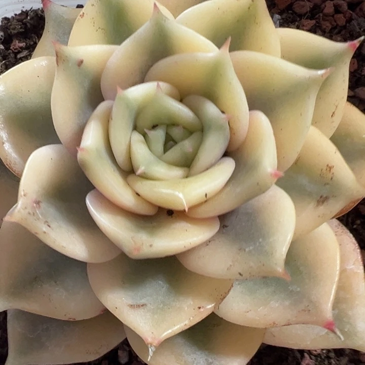贝加尔湖锦多肉植物量