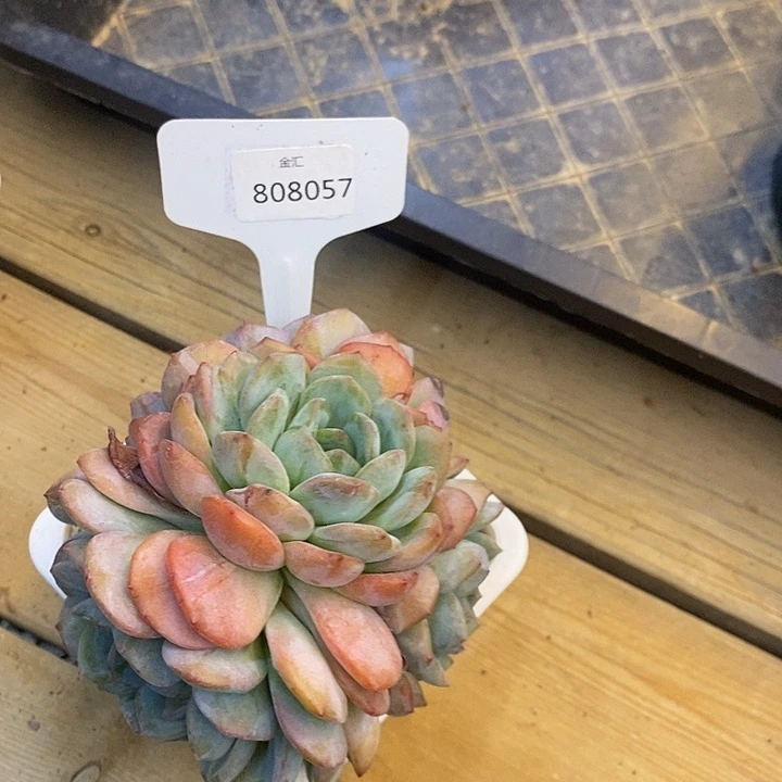 E***y福利808057多多