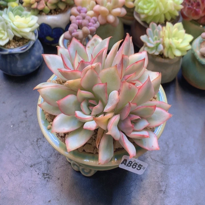 紫****.一物一拍含盆土满38包邮A865