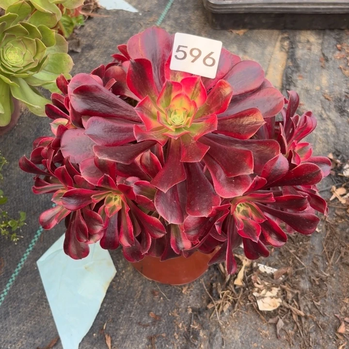 美杜莎多肉植物不包损596