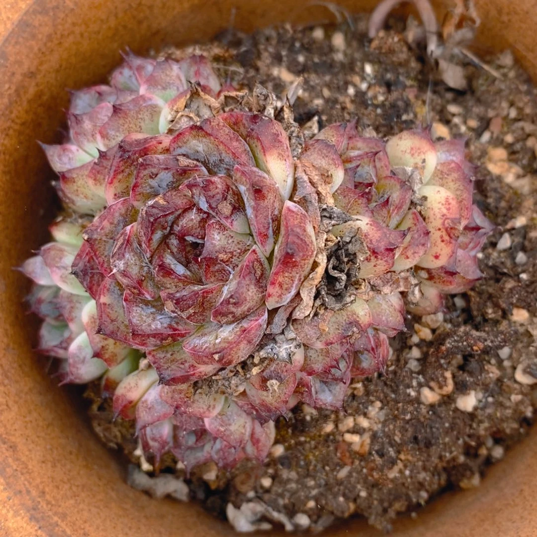 一物一拍精品多肉_放大漏