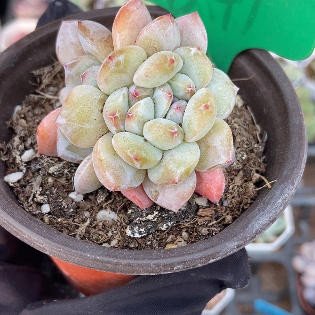 841石榴籽多肉植物保护