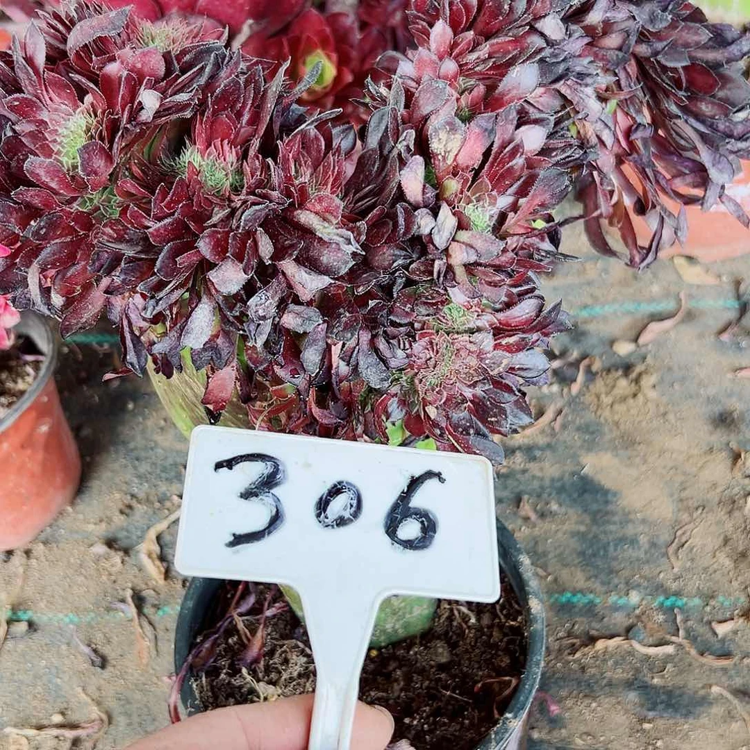 ?****e多肉植物黑铜缀花