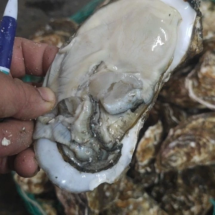 【拍5斤送3斤】生蚝顺丰包邮山东肥耗精品发货带箱8斤