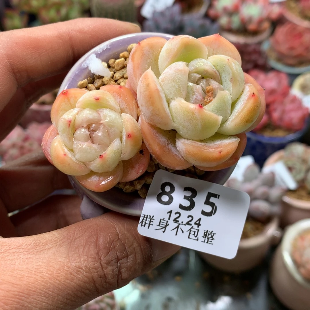 精控拇指盆12.24835