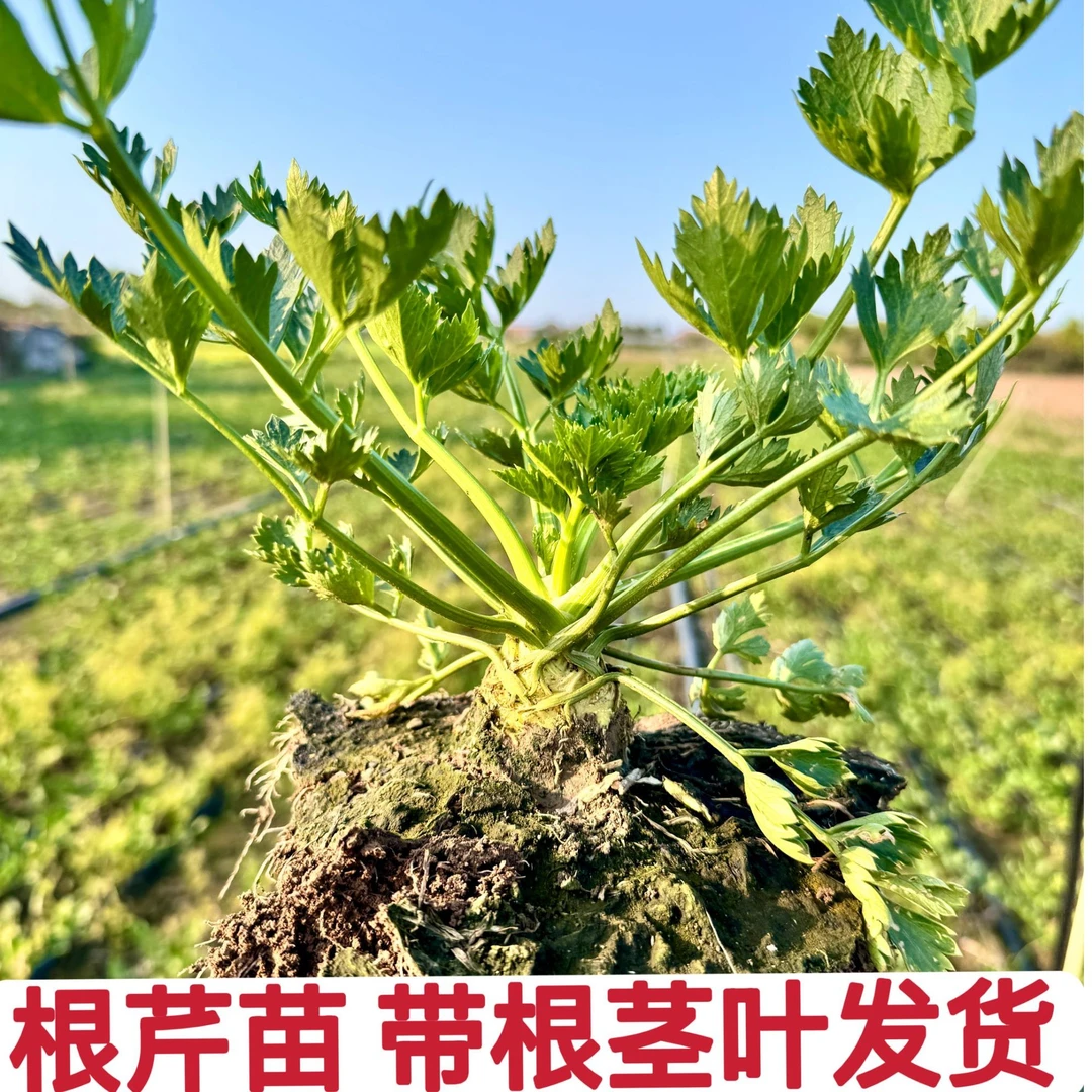 根芹苗带根带茎带叶发货花盆小院家庭种植菜苗芹菜