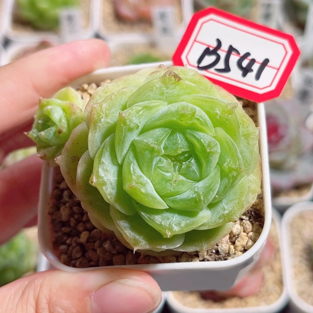 B541一物一拍 宋锦