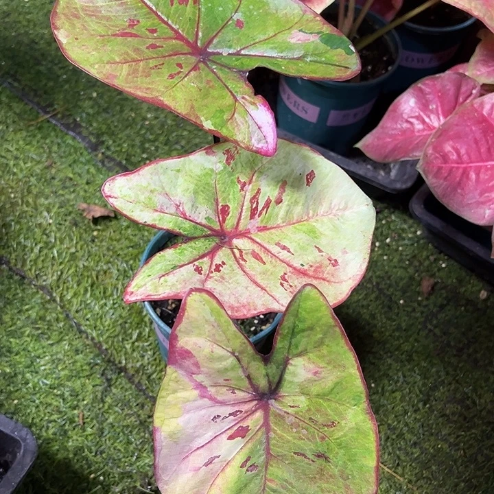 无花朵大丹霞泰彩61