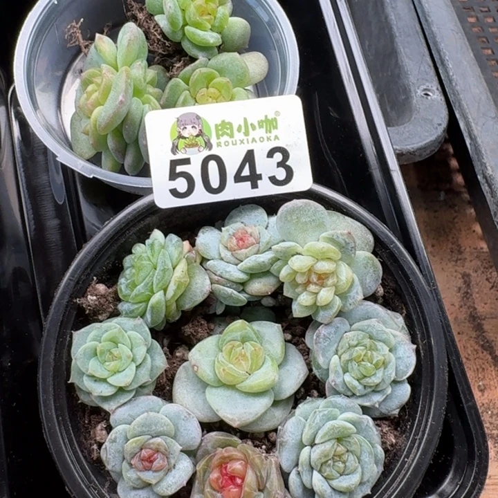 今***丶多肉植物多肉植物
