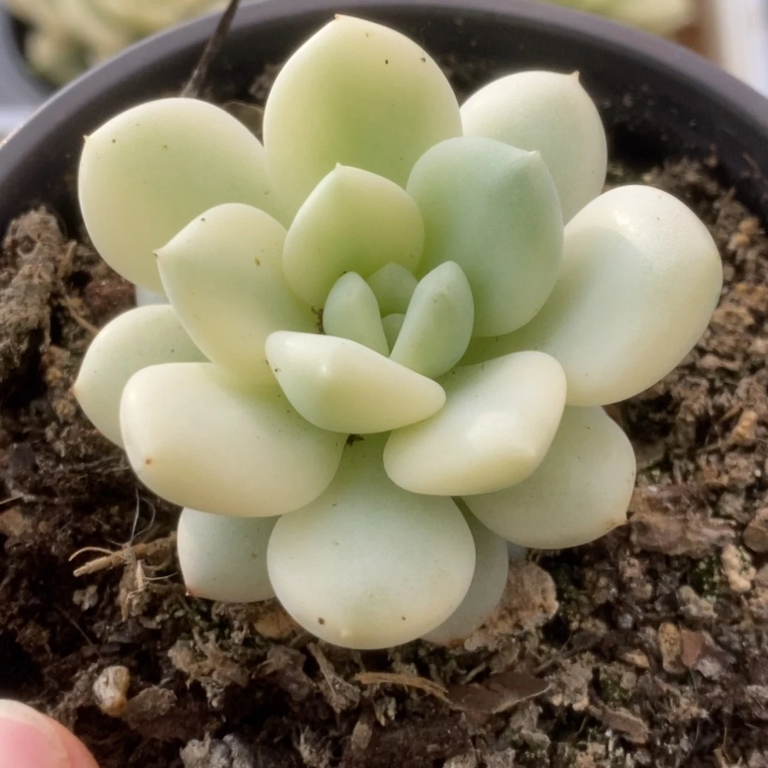 338新香水锦锦锦锦锦