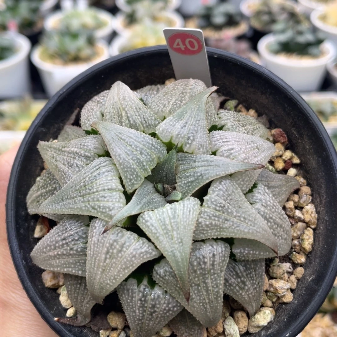 40 芭堤雅铝之星11111111