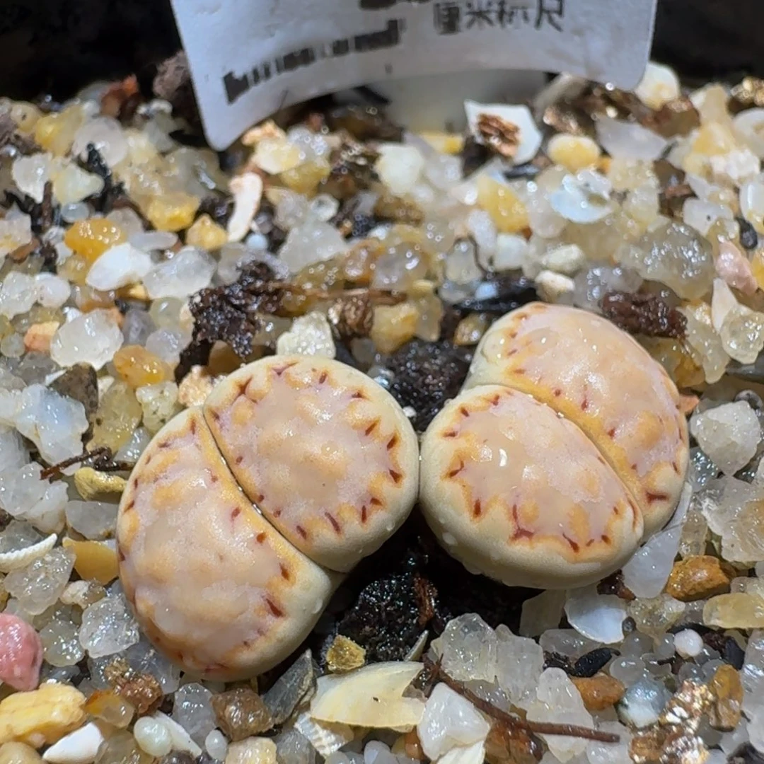zzzz生石花肉锥2号