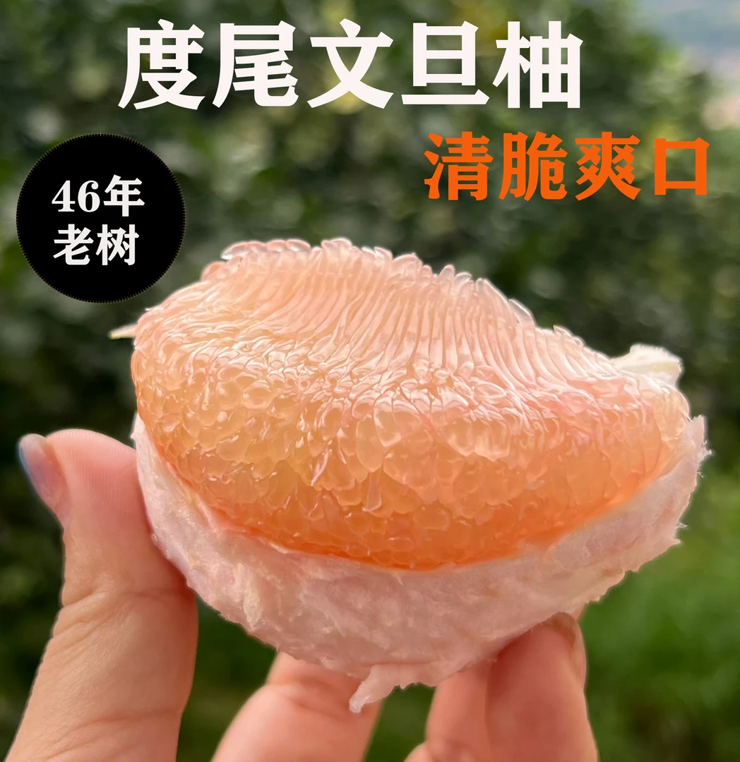 【46年老树】福建仙游度尾文旦柚子 新鲜水果树上现摘