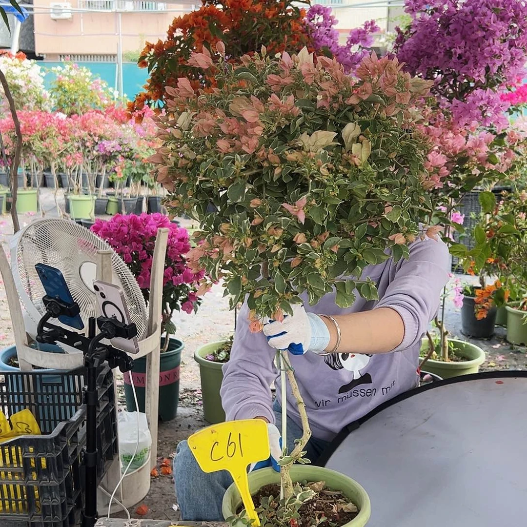 憨***憨大部分花苞少量开放C61少女心