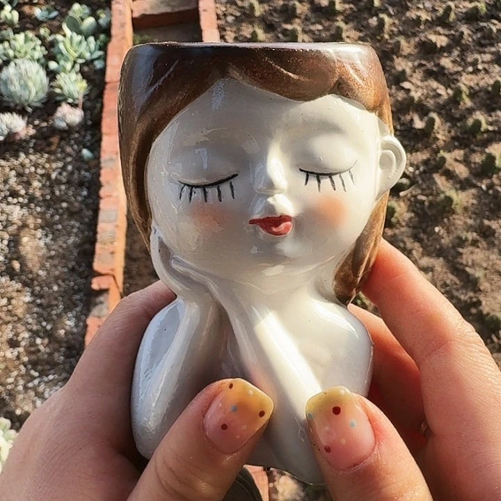 Y*多肉植物满20包邮