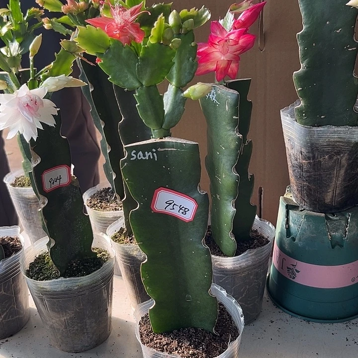 葡***酒当前无花栽培后可以开花sani