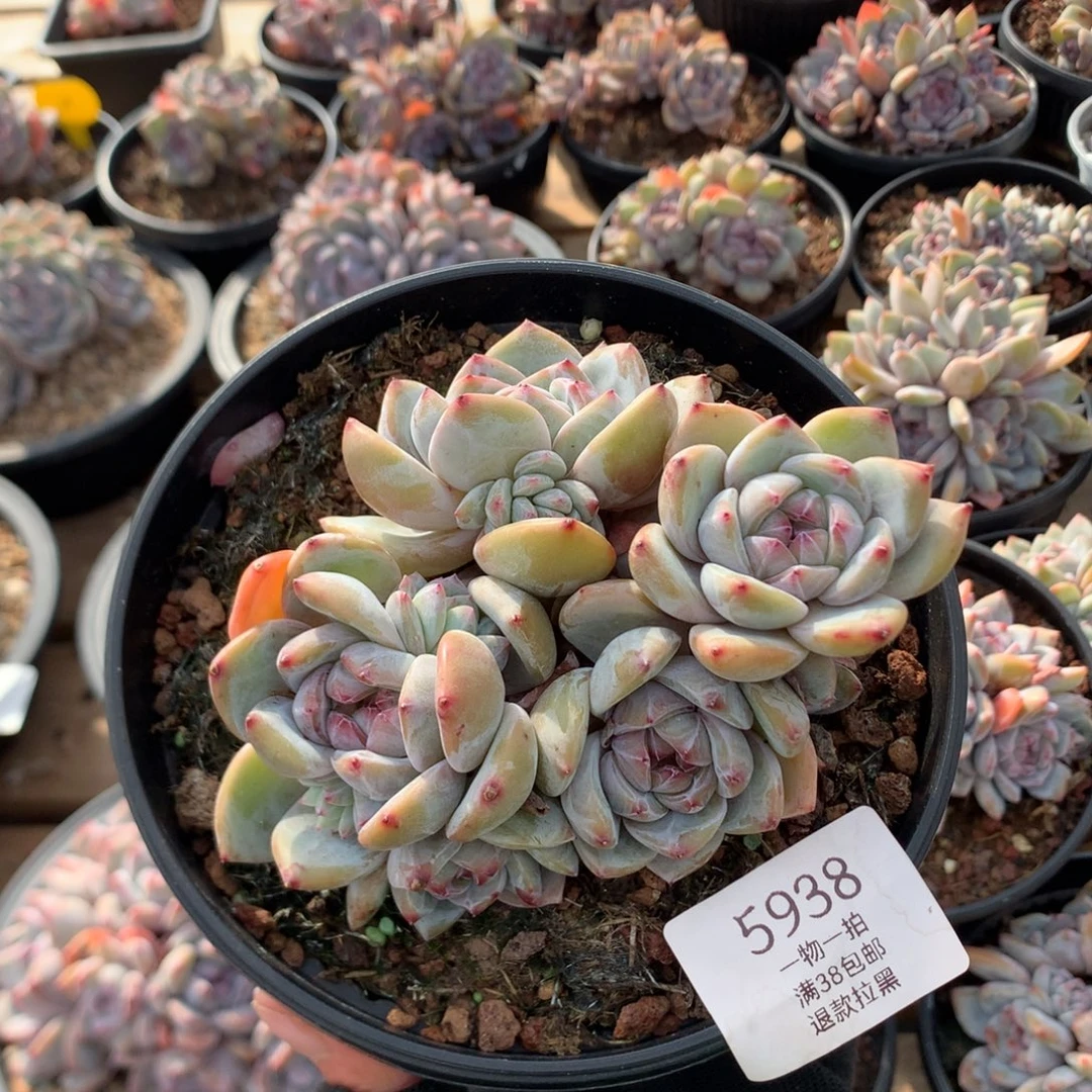 12.5厘米九头绿底紫心石榴籽 无砍5938