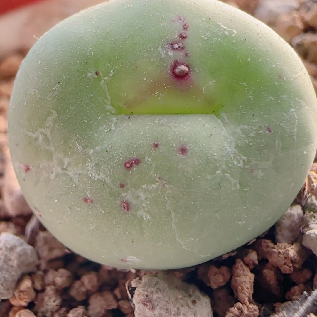 【闪购商品】21471