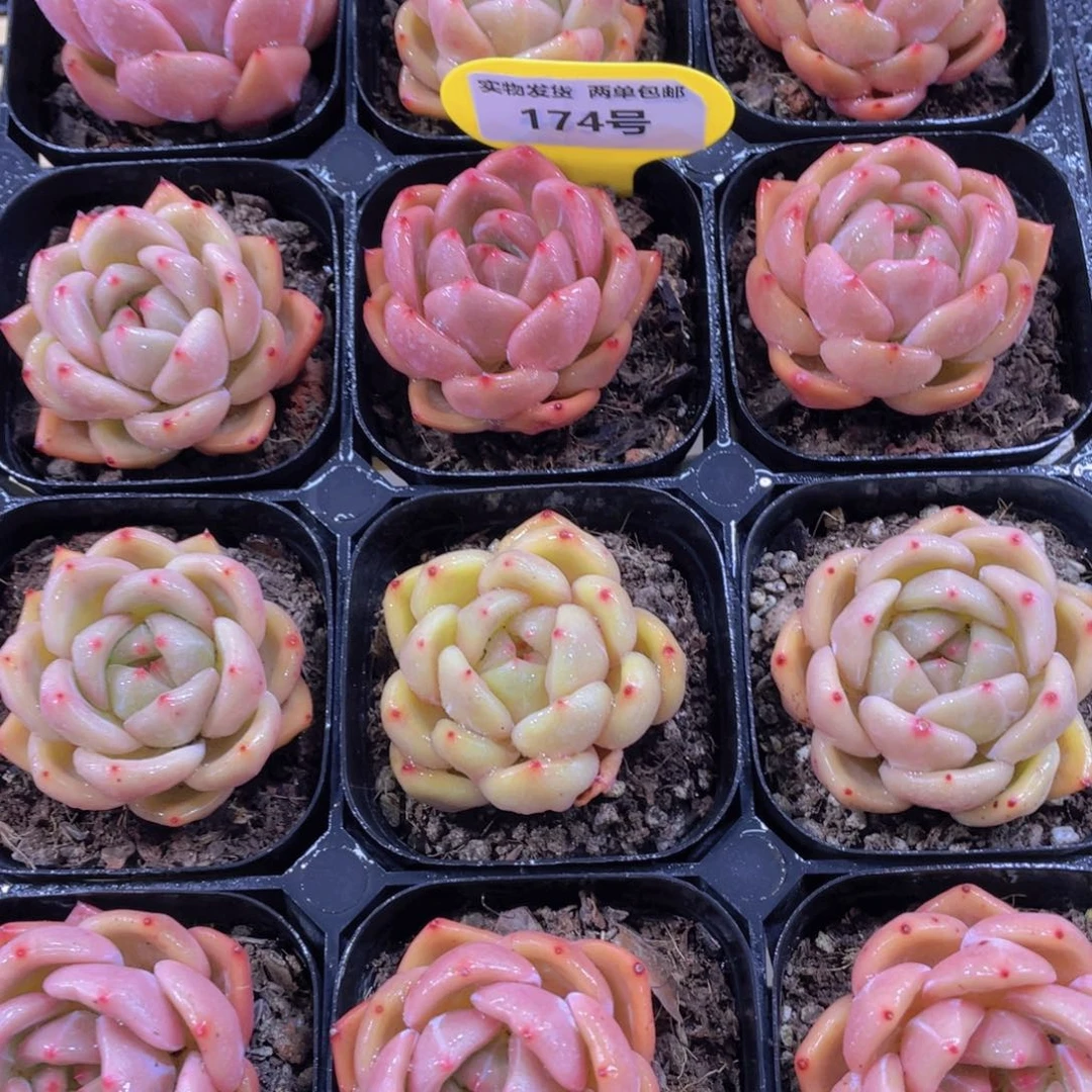 174号 丸叶福利q橙两个