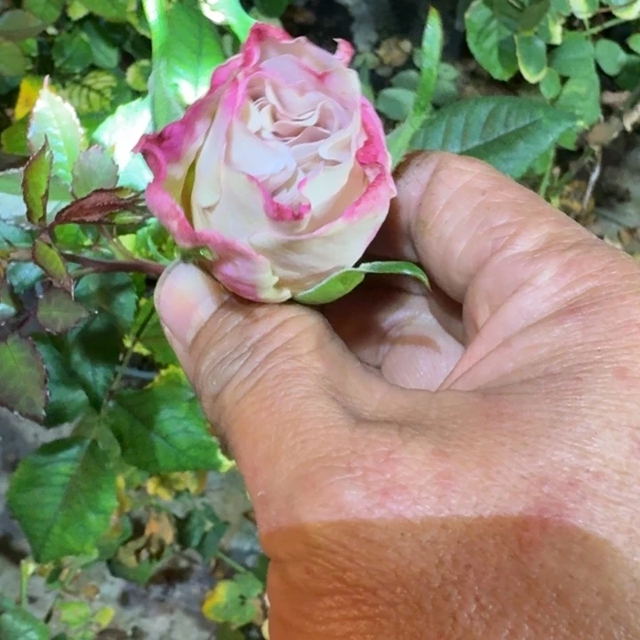 无花朵神秘时间一加仑