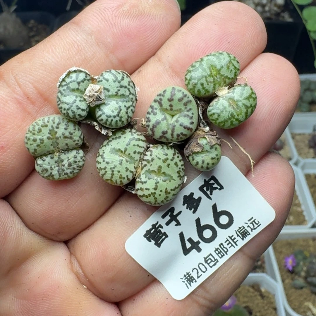 安贞