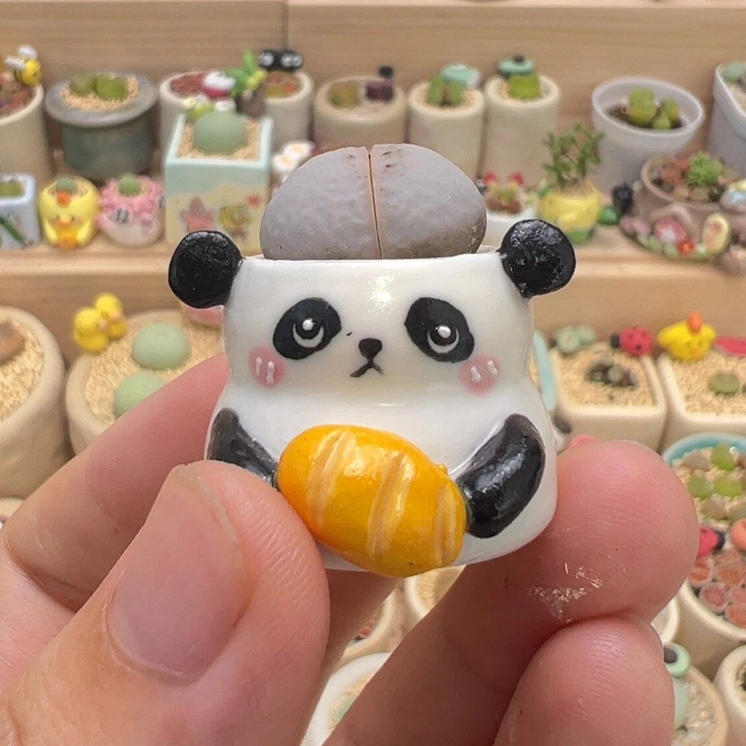 多肉植物19号高尔夫