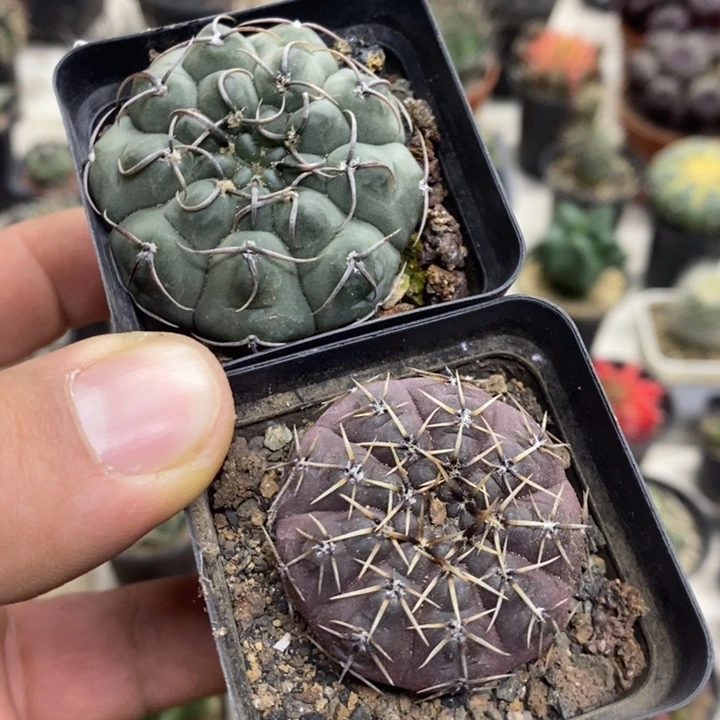 怪龙丸2颗特价福利