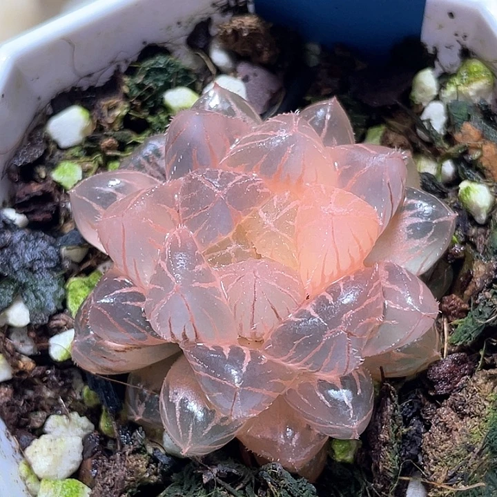516糊斑绯桃锦一物一拍