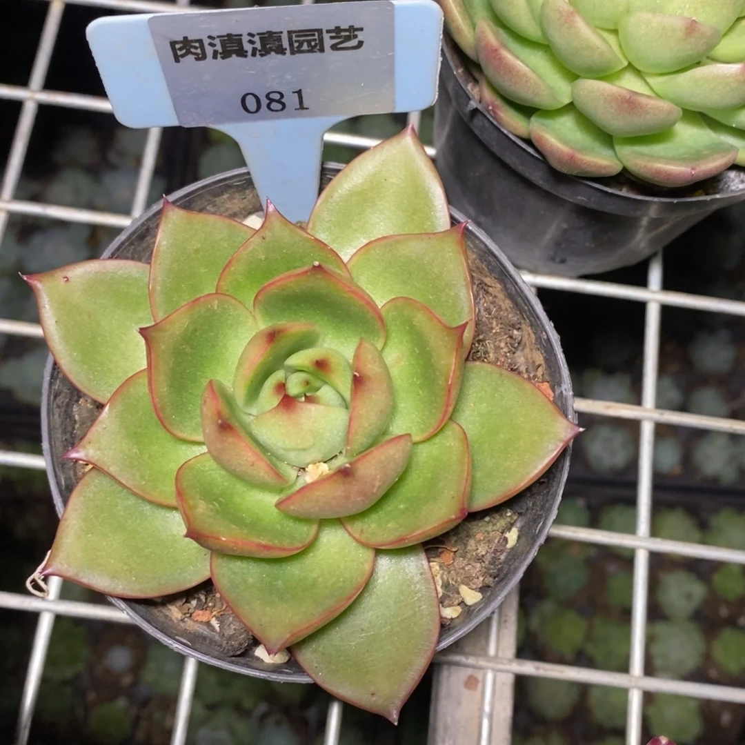 x081-多肉植物 东云