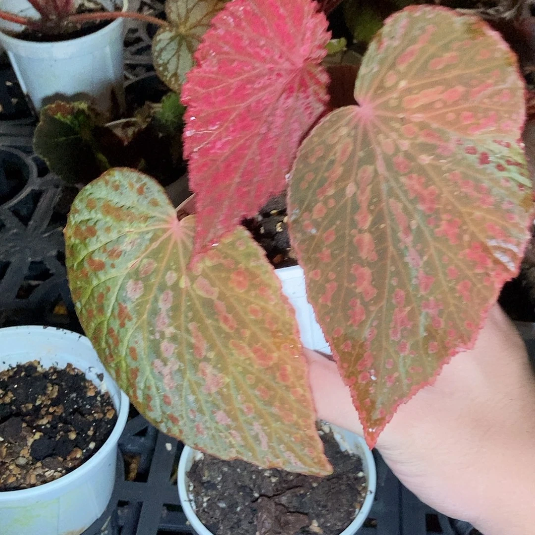 绯扇一物一拍0001