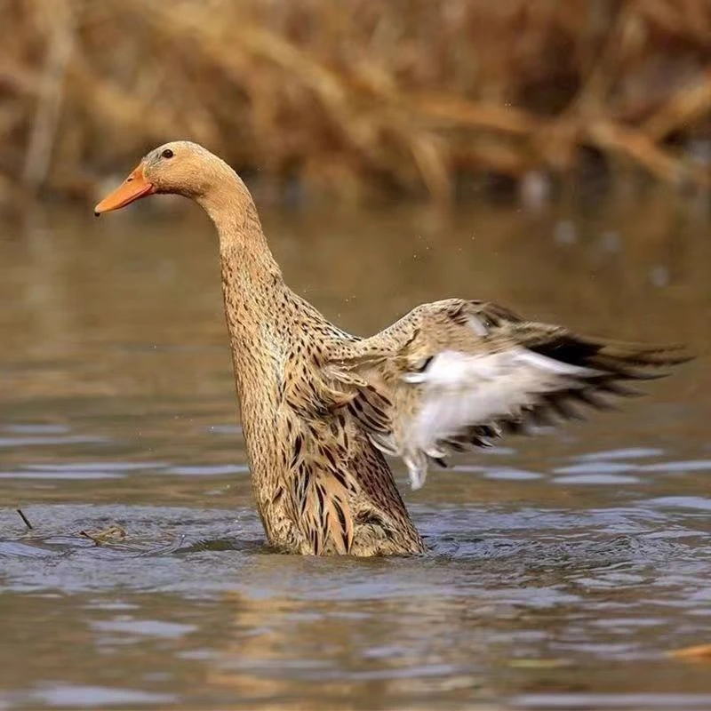 顺丰包邮正宗农家散养老鸭子土鸭水鸭麻鸭新鲜现杀整只老鸭生鲜