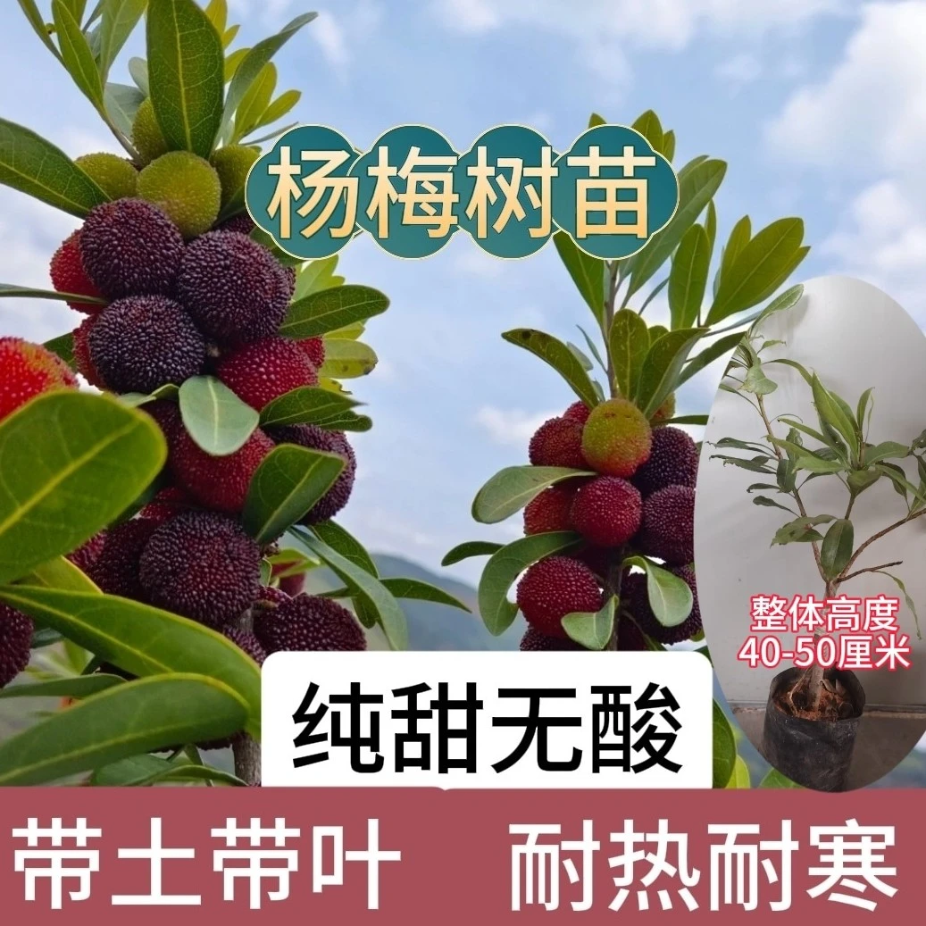 （带土带叶）嫁接杨梅树苗2年树龄南北方种植