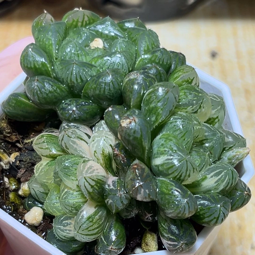 恭喜发财大吉大利0162