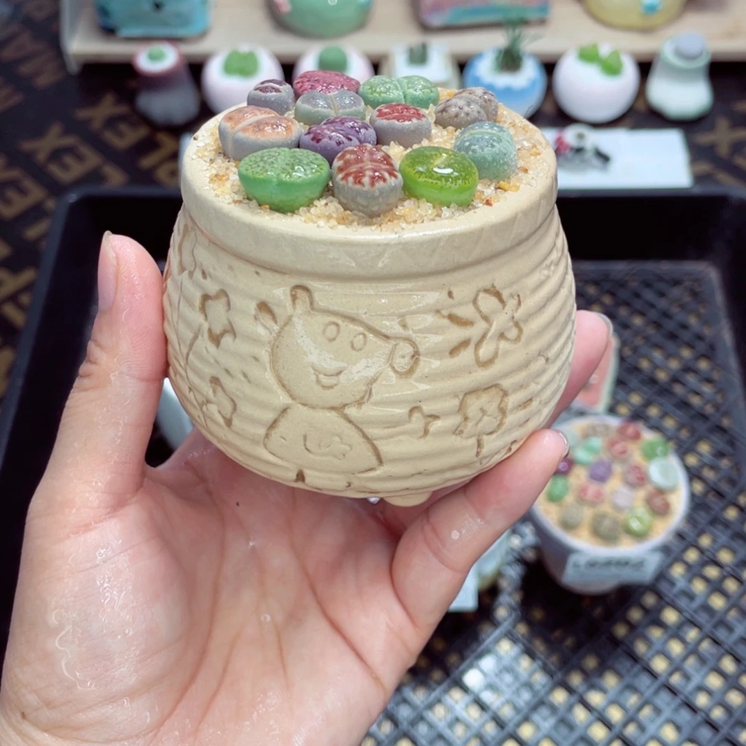 w6204 开播福利 带盆土发货一物一拍