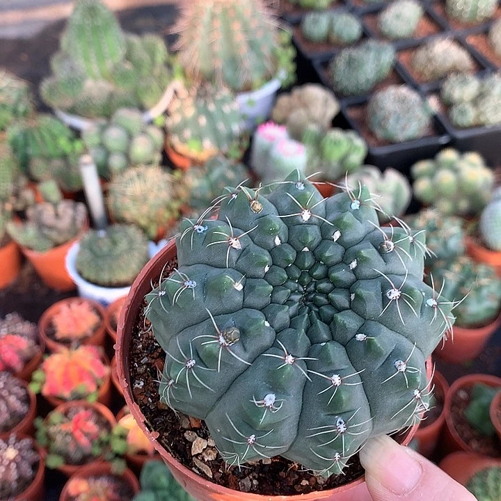 银河系绿菲实生球