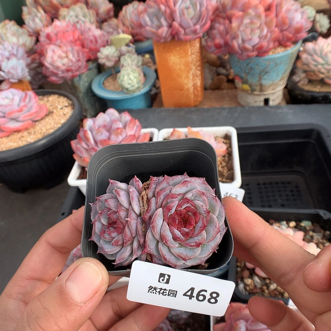 468天鹅绒多肉植物666