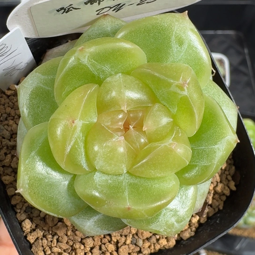 0812-23-0021单头一颗