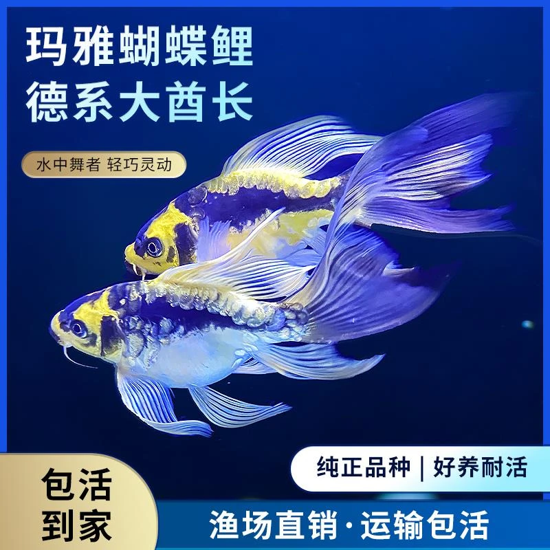 玛雅蝴蝶鲤球型贵妃冷水观赏鱼好养耐活淡水鱼苗金鱼鲤鱼锦鲤活鱼