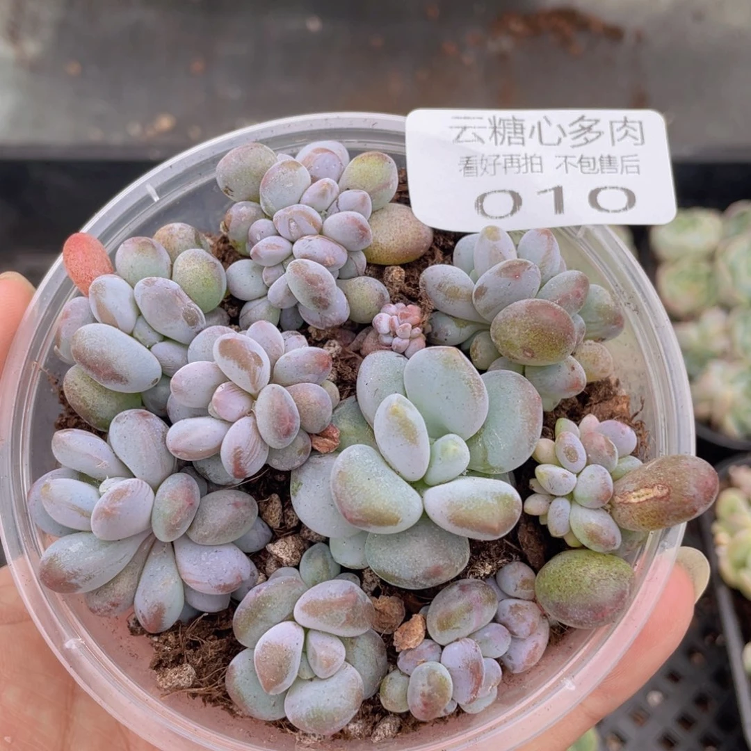 云糖心多肉植物10