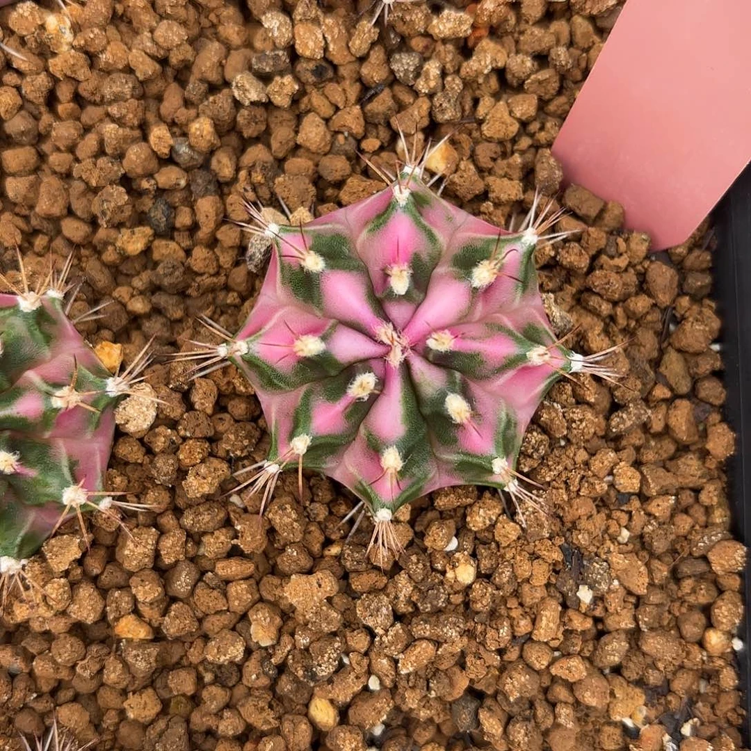 534-0926泰国发货 粉钻