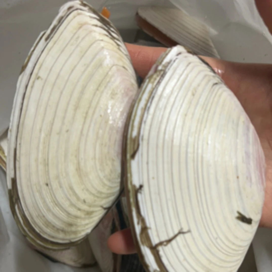 白刀贝，无沙，3斤一份