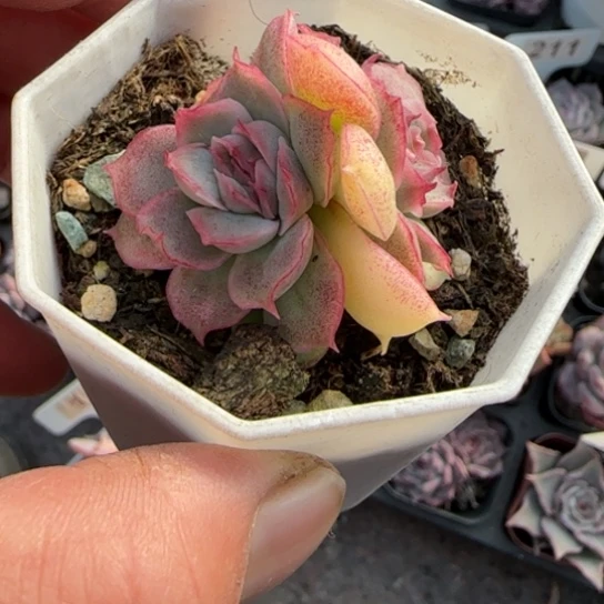 155水晶虾饺多肉植物多