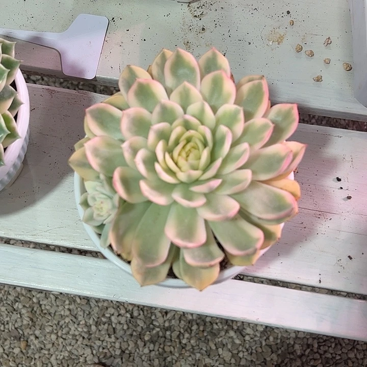 韩水晶大单头多肉植物