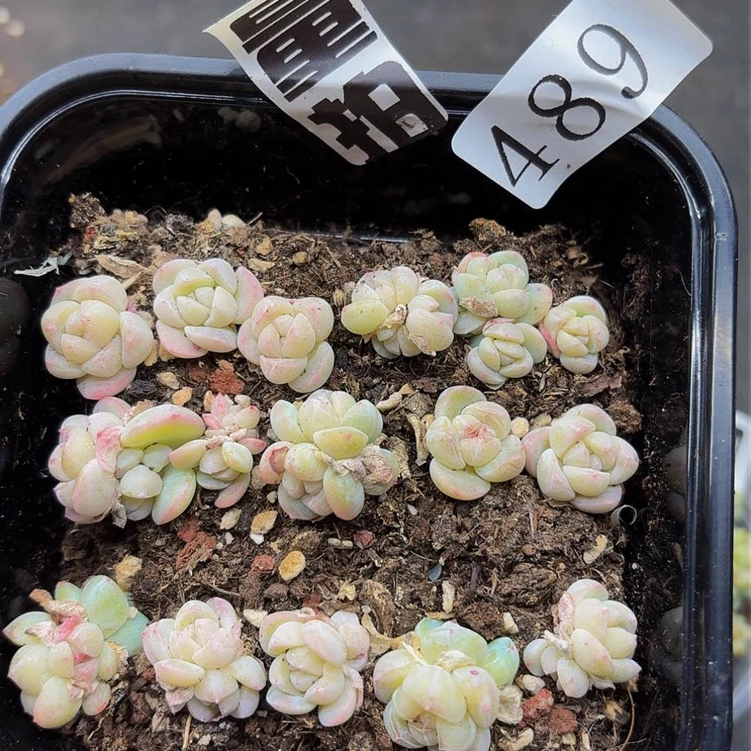 多肉植物多肉植物489量拍