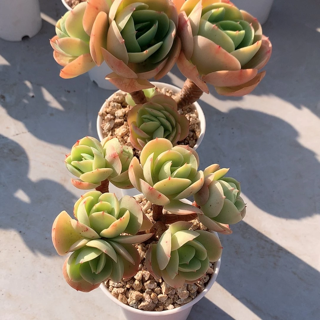 鸡蛋碧桃多肉植物两颗