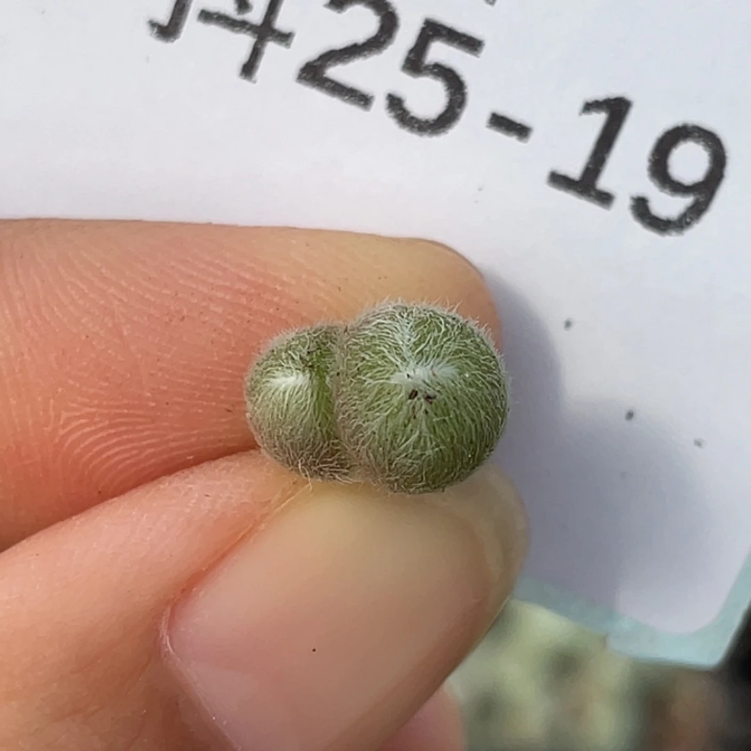 25-19斯蒂芬毛球肉锥