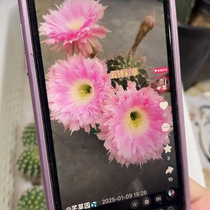 云锦彩草侧芽三公分以内