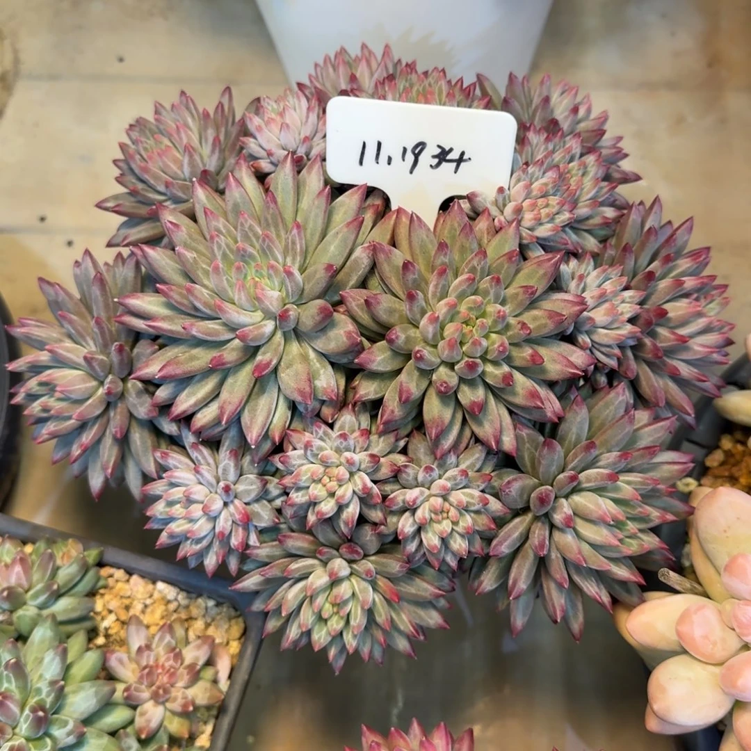 靖***雯一物一拍钻石鱼34