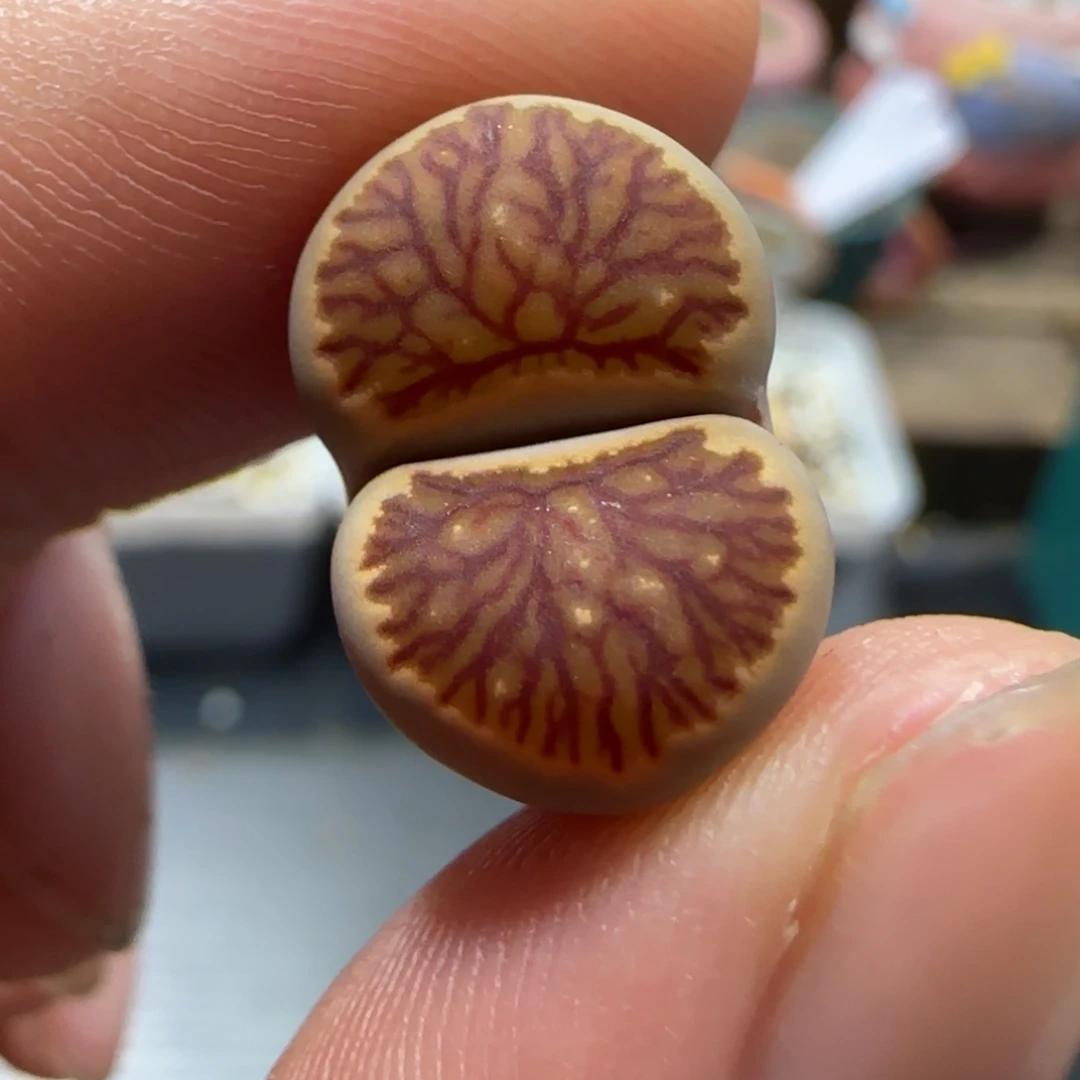 11.9。  .013饼干。  2012