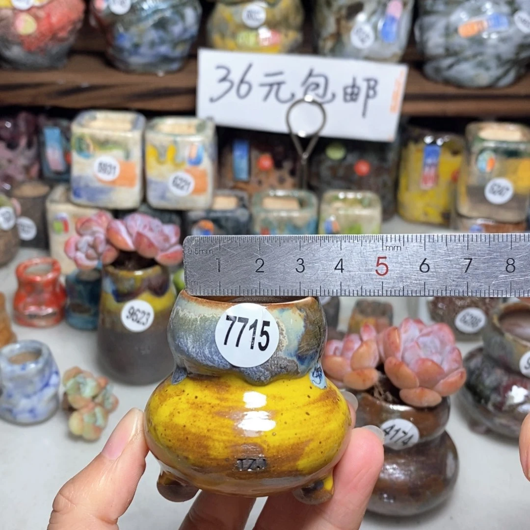 拍5送一个小礼物不含多肉